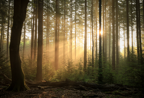 Zonsopkomst in het bos