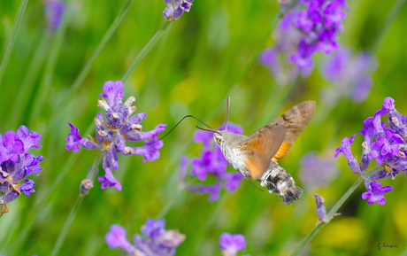 Kolibrie vlinder II