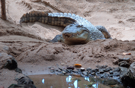 Booskijkende Croc