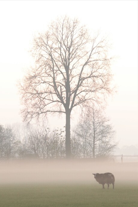 schaap in de mist