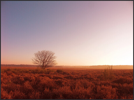 Westerheide