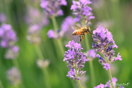 Op zoek naar nectar