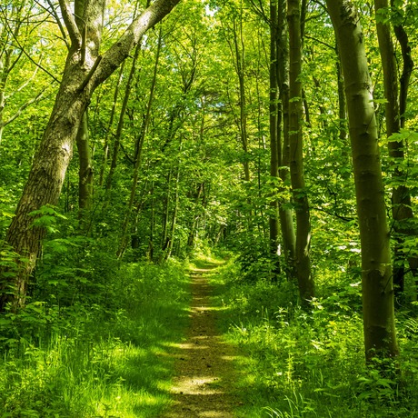 Wandelen in het bos