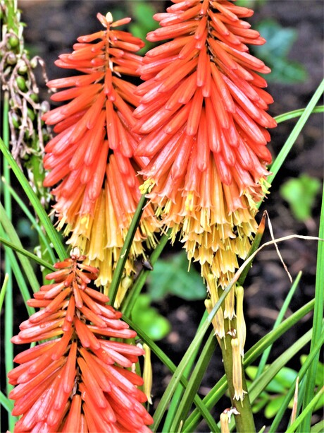 Bloemen in de tuin