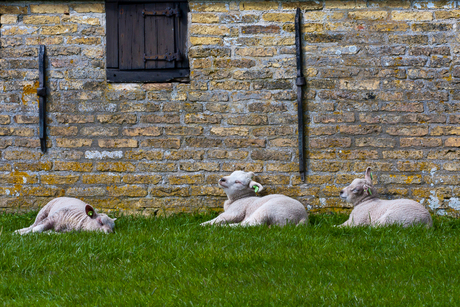 Lente op Texel