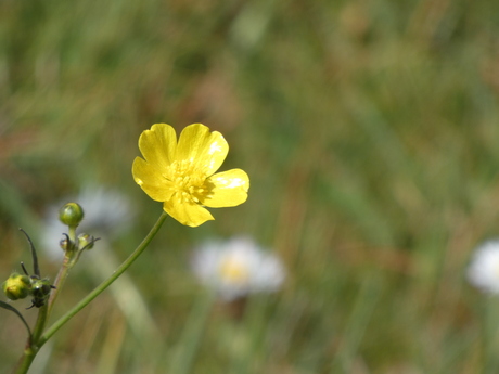 Scherpe Boterbloem