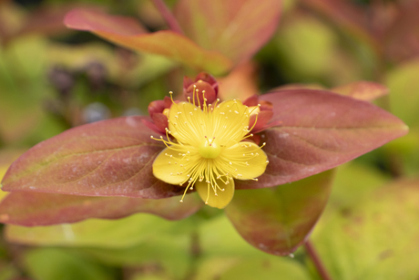 Macro bloem