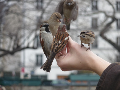 Beter één vogel in de hand, dan . . .