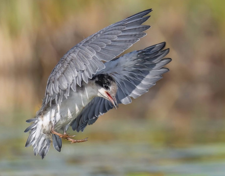 Juveniele Zwarte Stern 