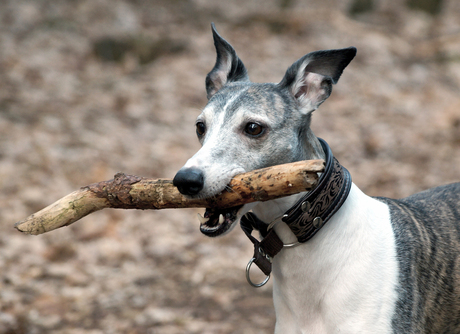 Whippet met stok.jpg