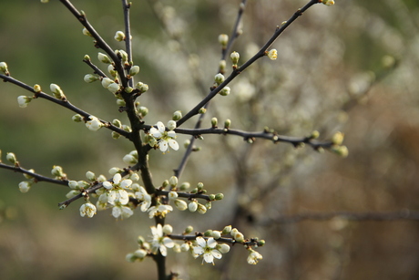 Bloem in de lente