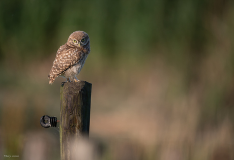 Jonge steenuil in de avondzon