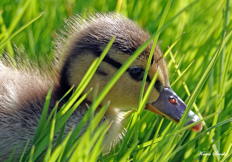 "Sluipend door het gras..."