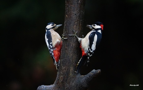 Duo Bonte Spechten