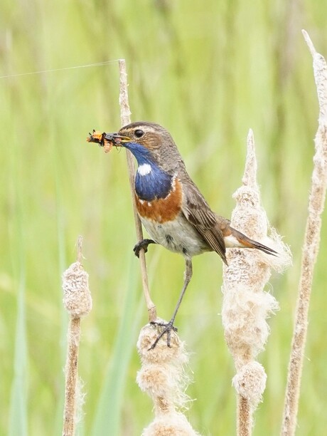 Blauwborst