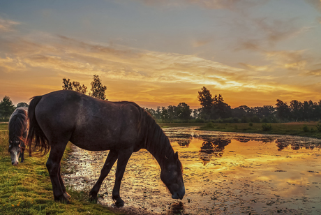 Paarden bij zonsopkomst 