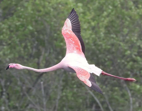 Flamingo in vlucht