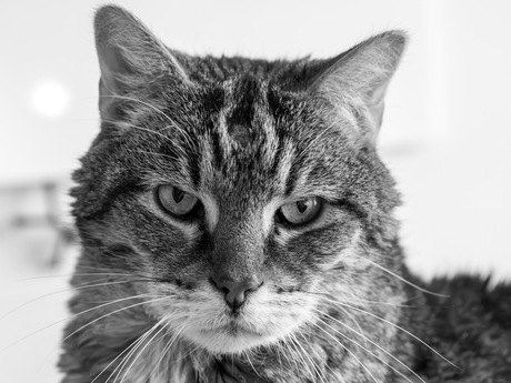 Ziva