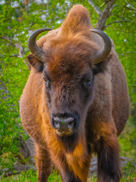 Wisent