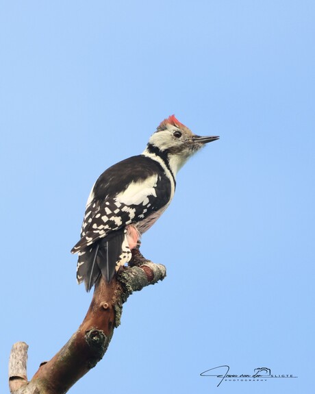 Middelste bonte specht