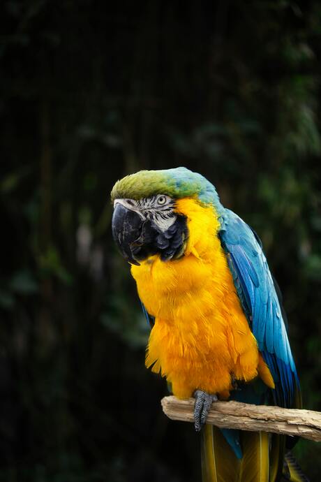 Gele papagaai 