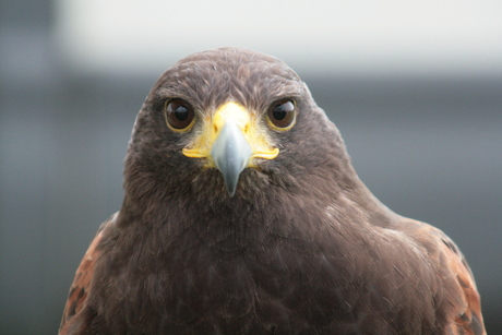 Kijk eens naar het vogeltje.....