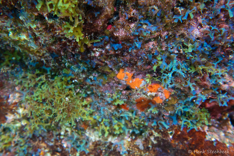 Begroeiing overstekende rots