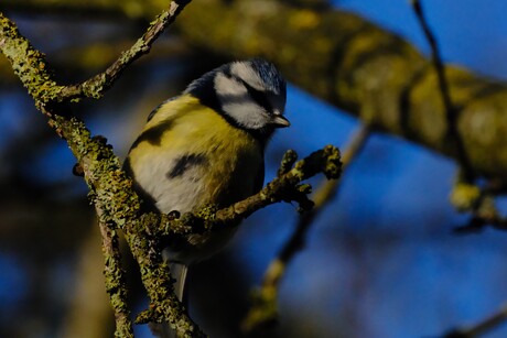 Alweer een pimpelmeesje 