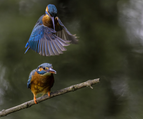 IJsvogel 