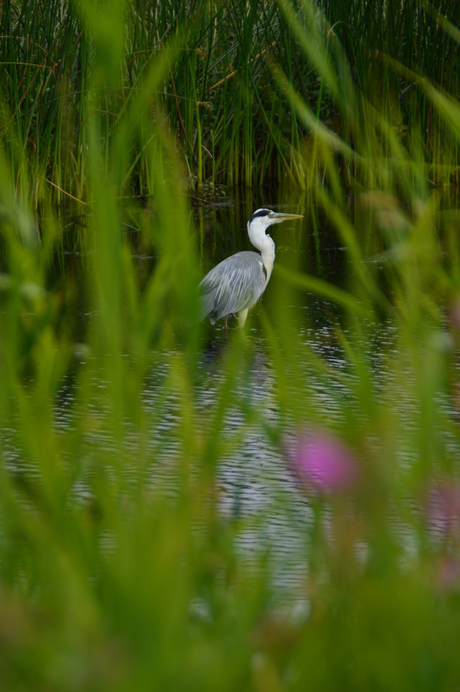 Reiger op scherp