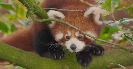 de rode panda door de tak heen