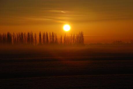 Rij bomen met opkomende zon