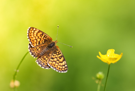 Veldparelmoervlinder in veld met boterbloemen