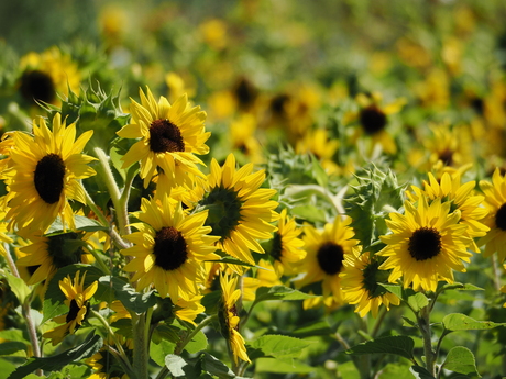 De Zonnebloem