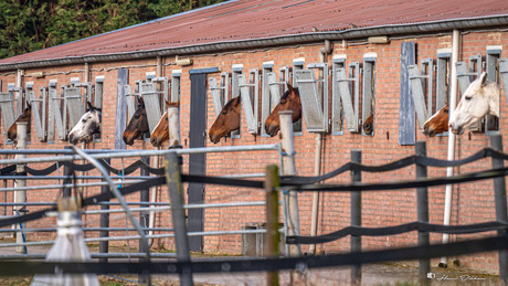 Paardenkoppen