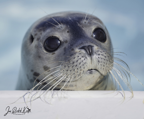 Zeehond