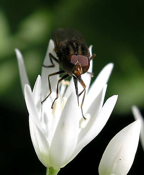 Op de bloem