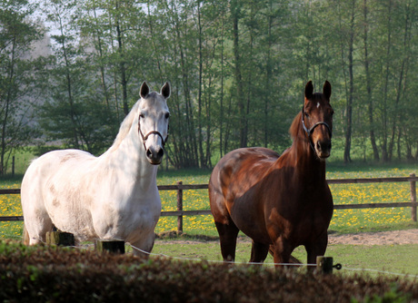 Paarden in de wei