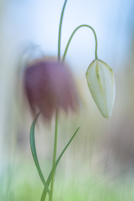 Variatie op een thema