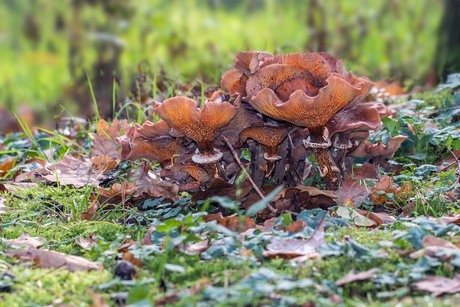 Herfst boeket