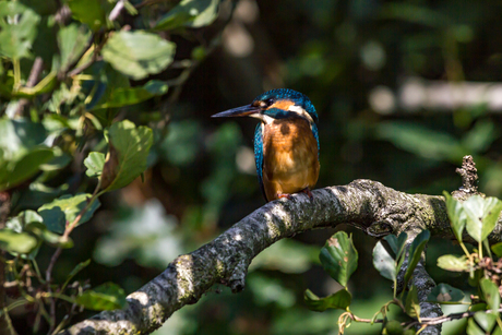 IJsvogel