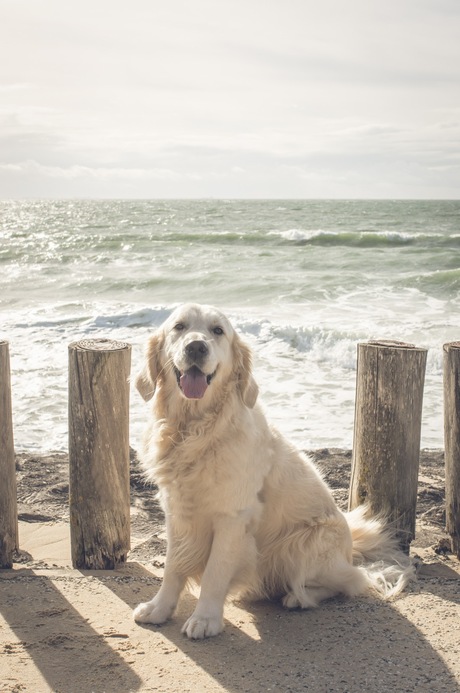 Genieten van Zouteland