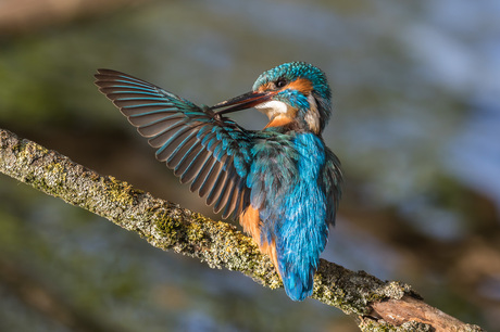 Kingfisher wings