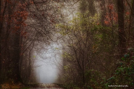 Mist en mystiek in het bos