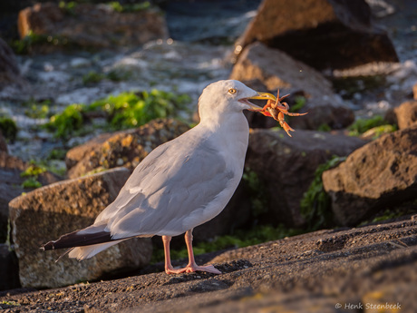 Meeuw vangt delicatesse