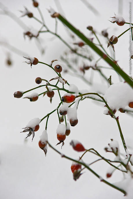 Rozenbottels in de sneeuw