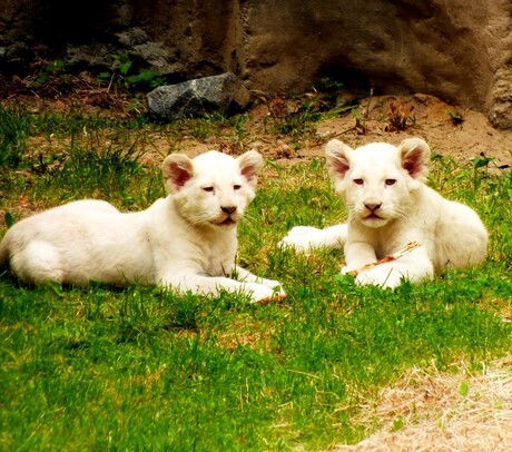 Afrikaanse witte leeuwtjes.jpg