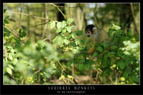 HB Squirrel Monkey