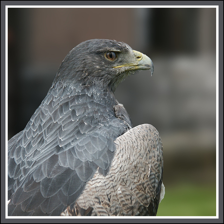 Buizerd