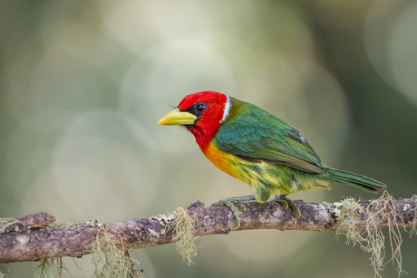 Mannetje van de Roodkopbaardvogel